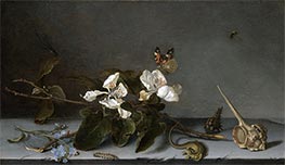 Quince Blossom Branch and Snail Shells, c.1620/40 by van der Ast | Giclée Canvas Print